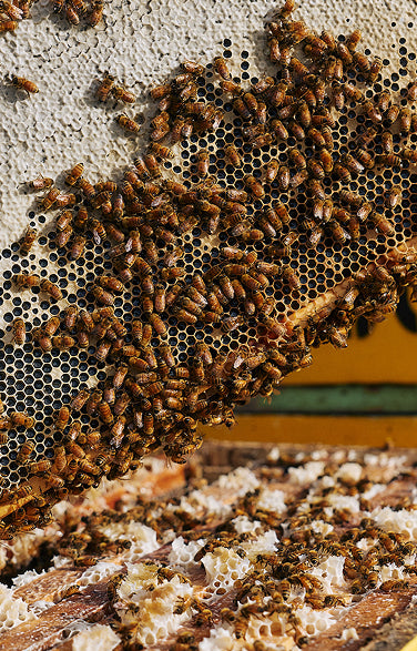 Raw Marri Honey